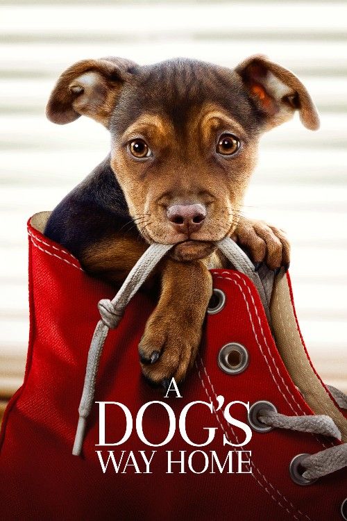A Dogs Way Home (2019) Hindi Dubbed Movie download full movie